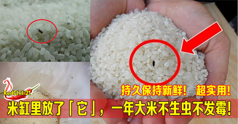 米缸里放了它 就算放一年大米也不生虫不发霉 持久保持新鲜 超实用 Redchili21 米缸里放了它 就算放一年大米也不生虫不发霉 持久保持新鲜 超实用 Redchili21