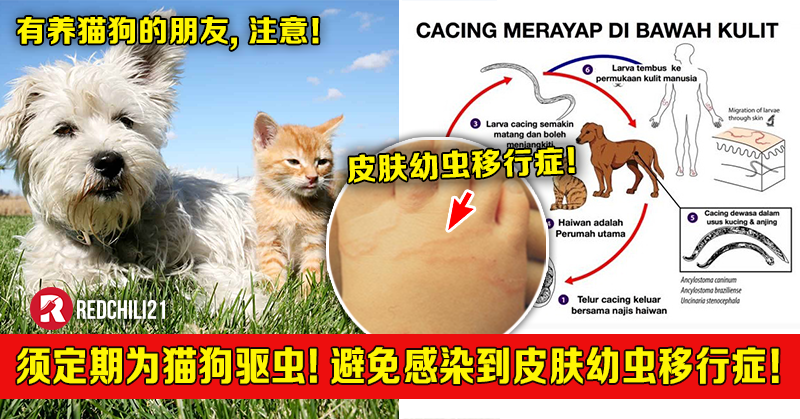 注意 必须定期为猫狗驱虫 避免感染到 皮肤幼虫移行症 Redchili21